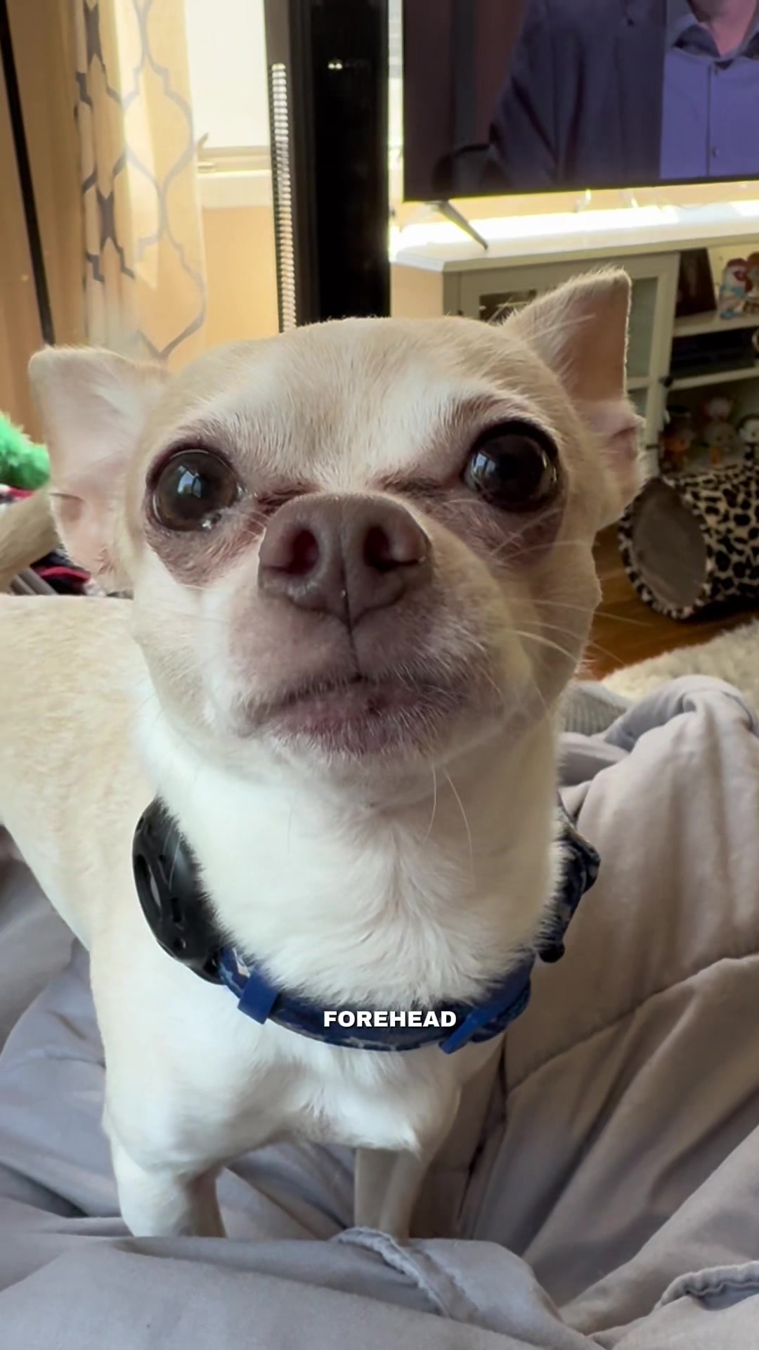 @Frankie the Chihuahua