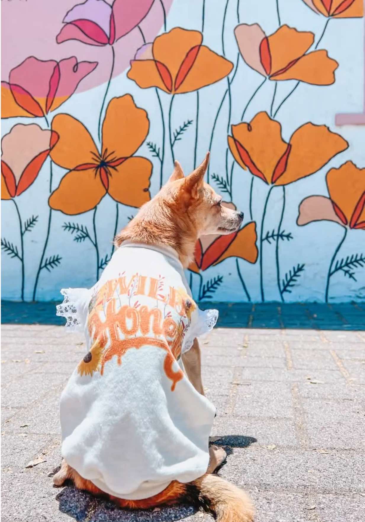 @CanineAntics