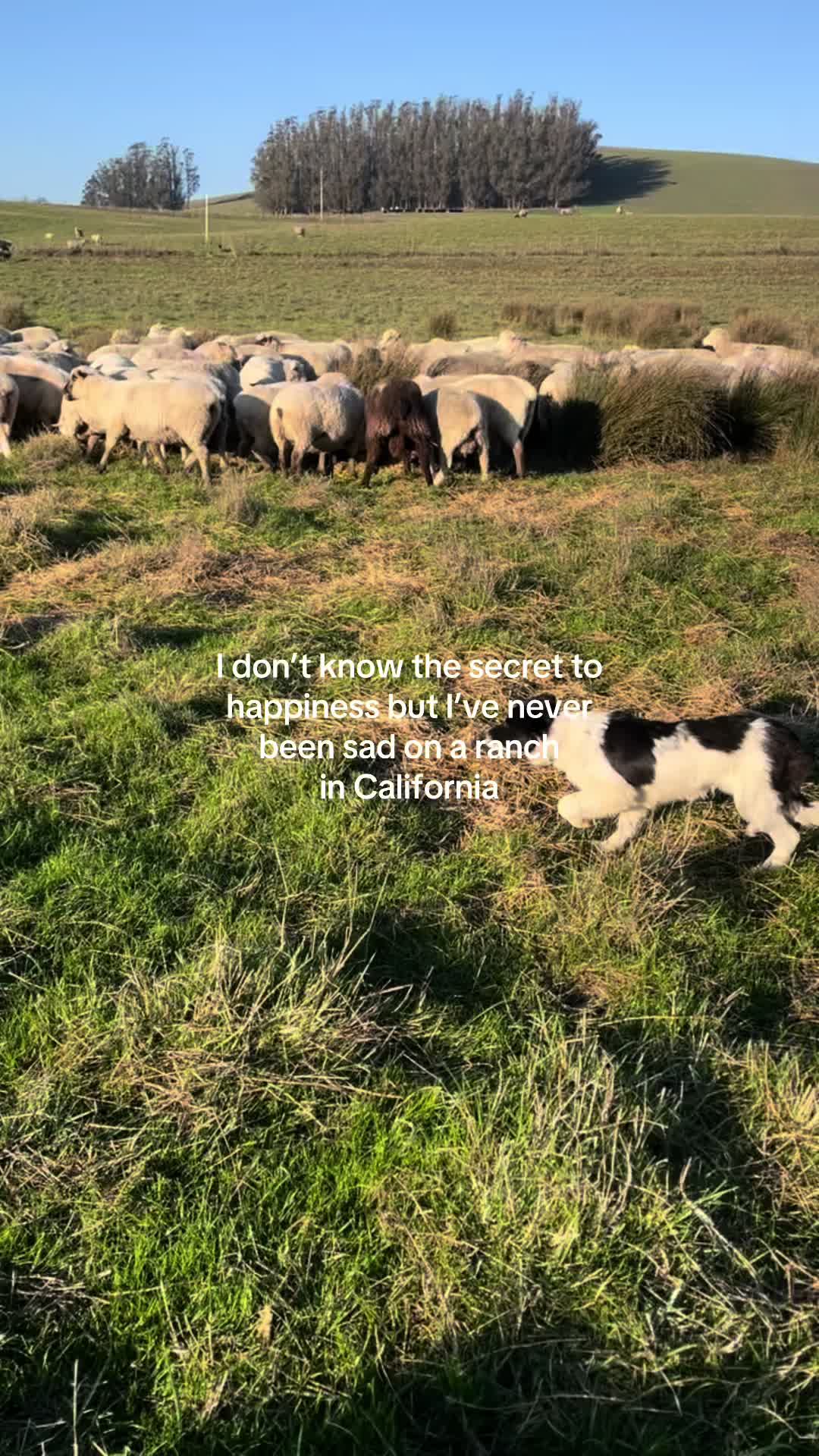 @Stemple Creek Ranch