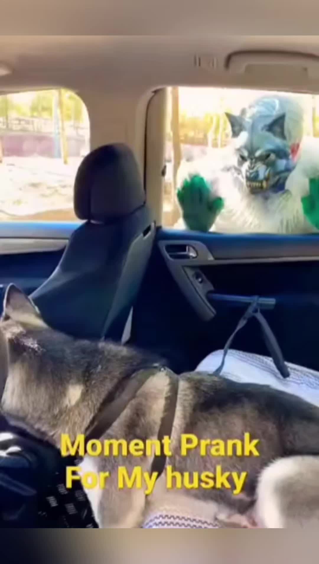 @Cute Pet ❤😘