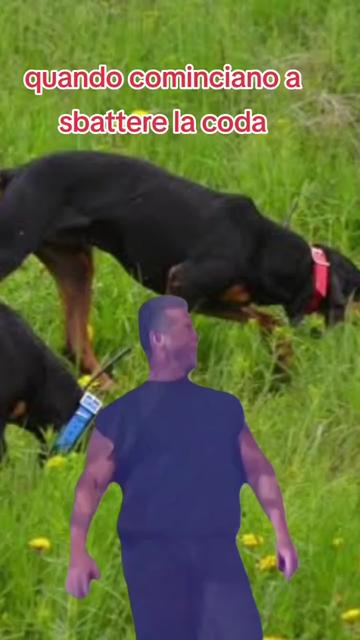 @il cinghiale di tiktok