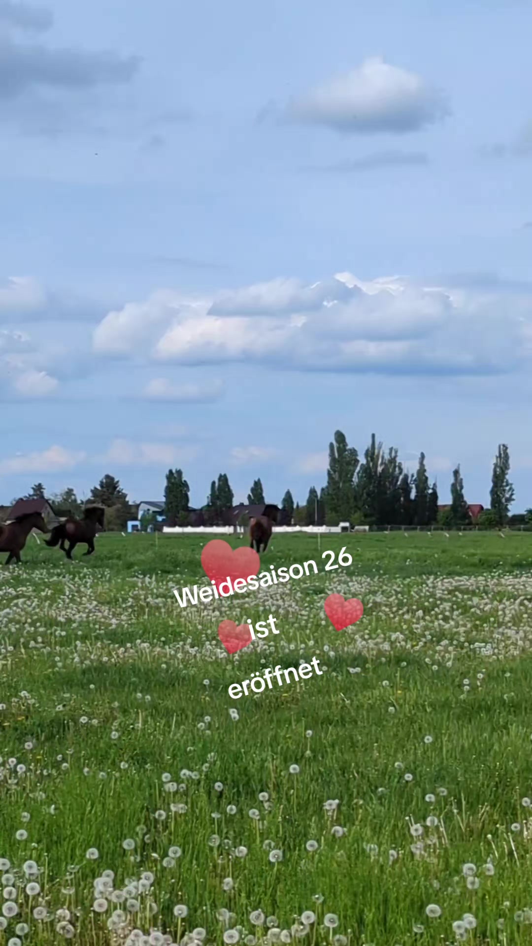 @utekraus0