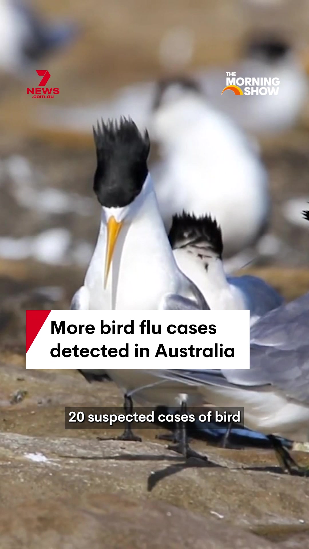 @7NEWS Australia