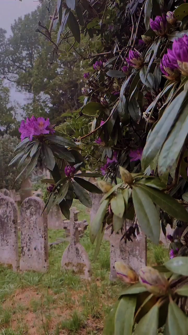 @♱𝓣𝓱𝓮𝓥𝓸𝓲𝓭♱