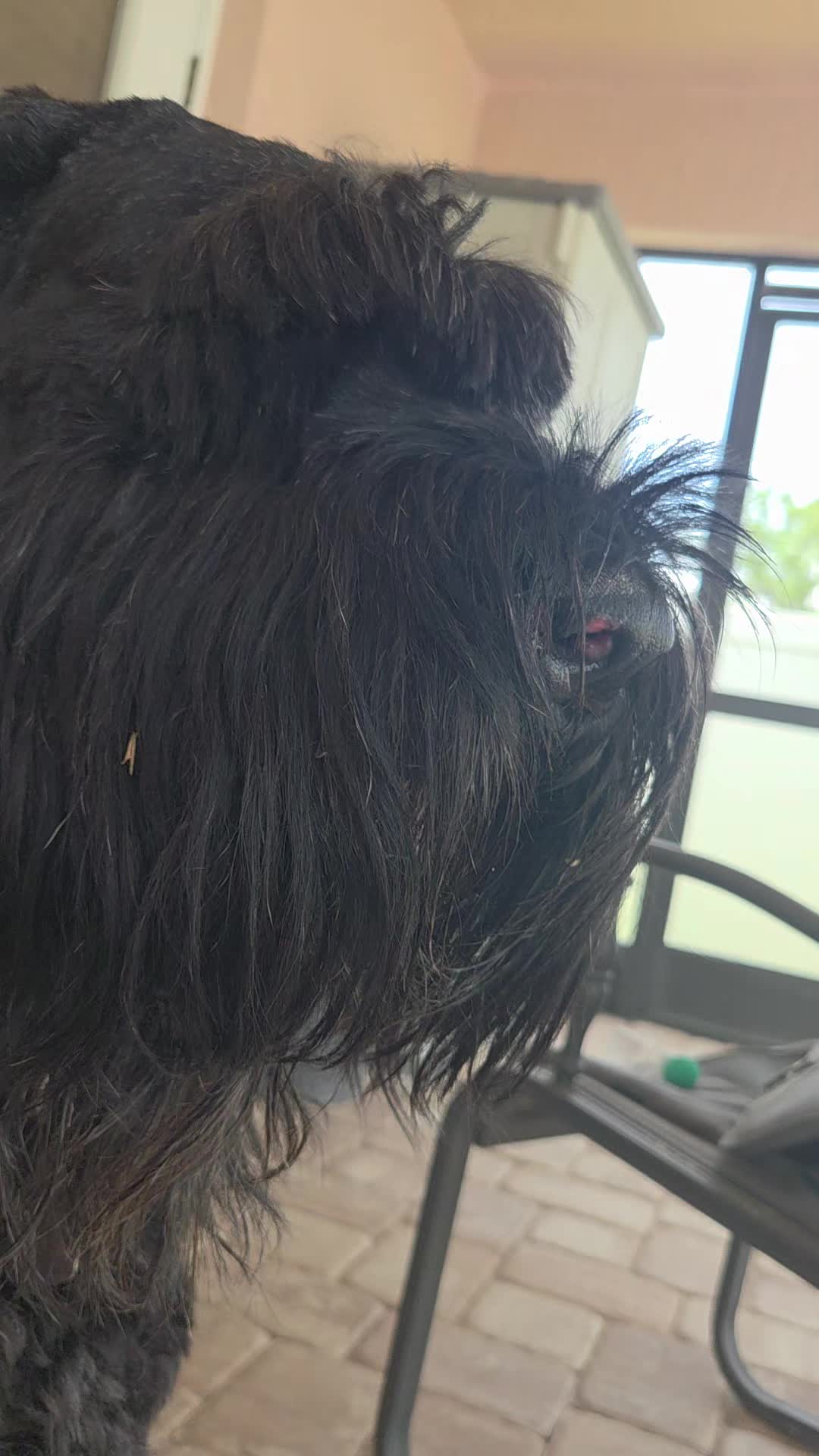 @FurMomLizz