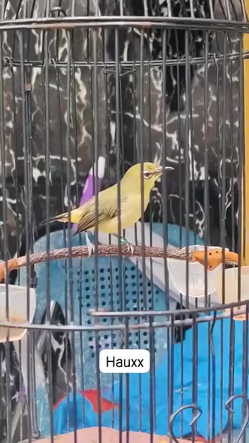 @NDX BIRD FARM