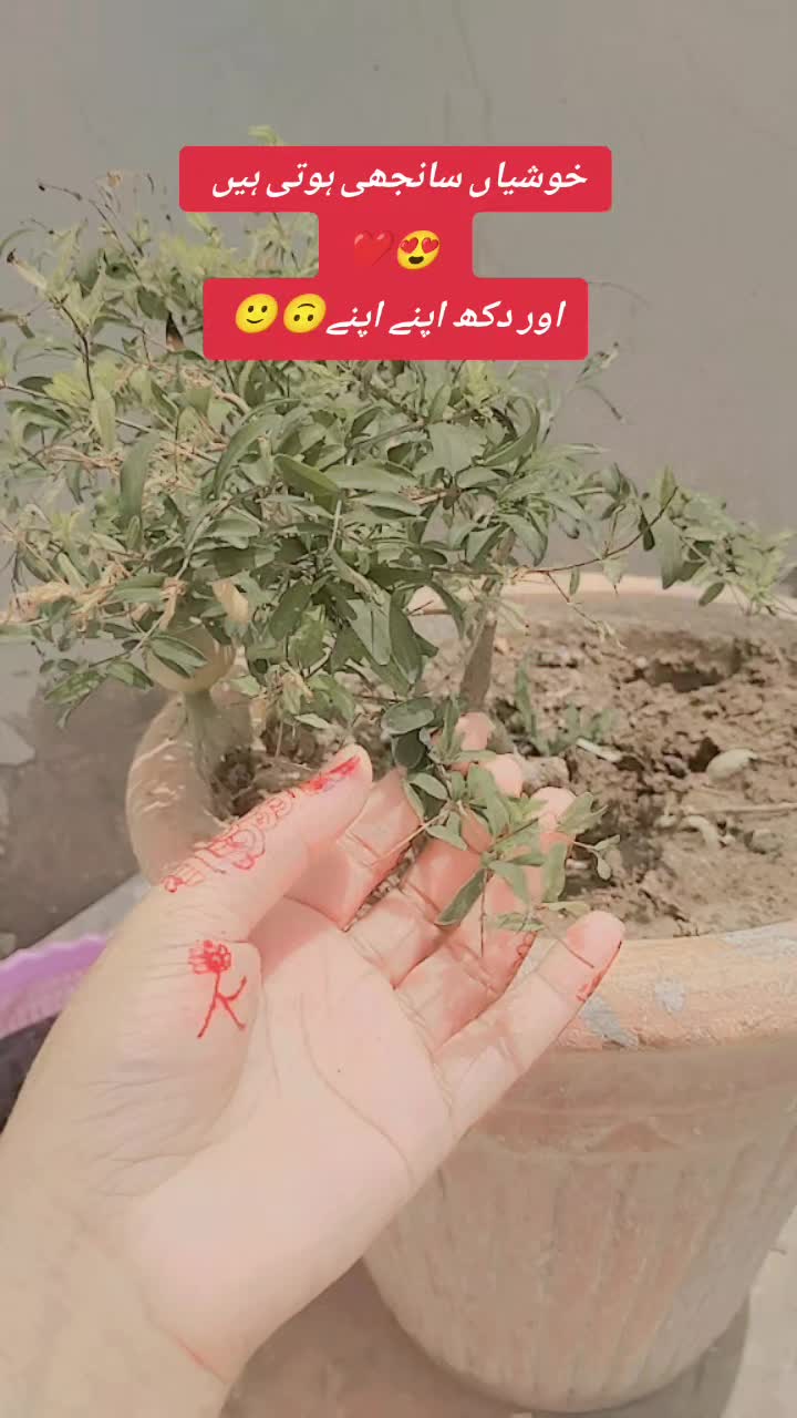 @♥️🤗مہر زادی 🤗 ♥️