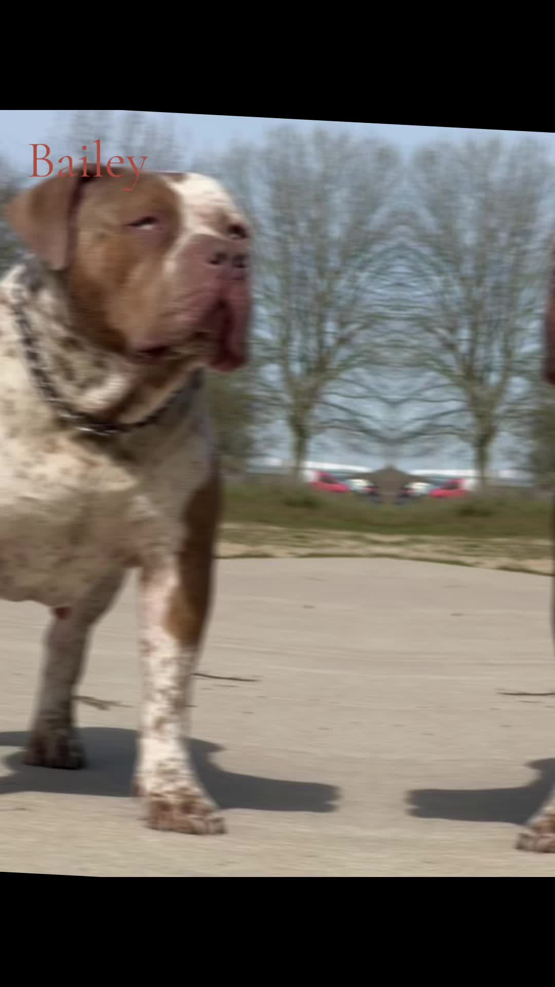 @RAW BULLYS