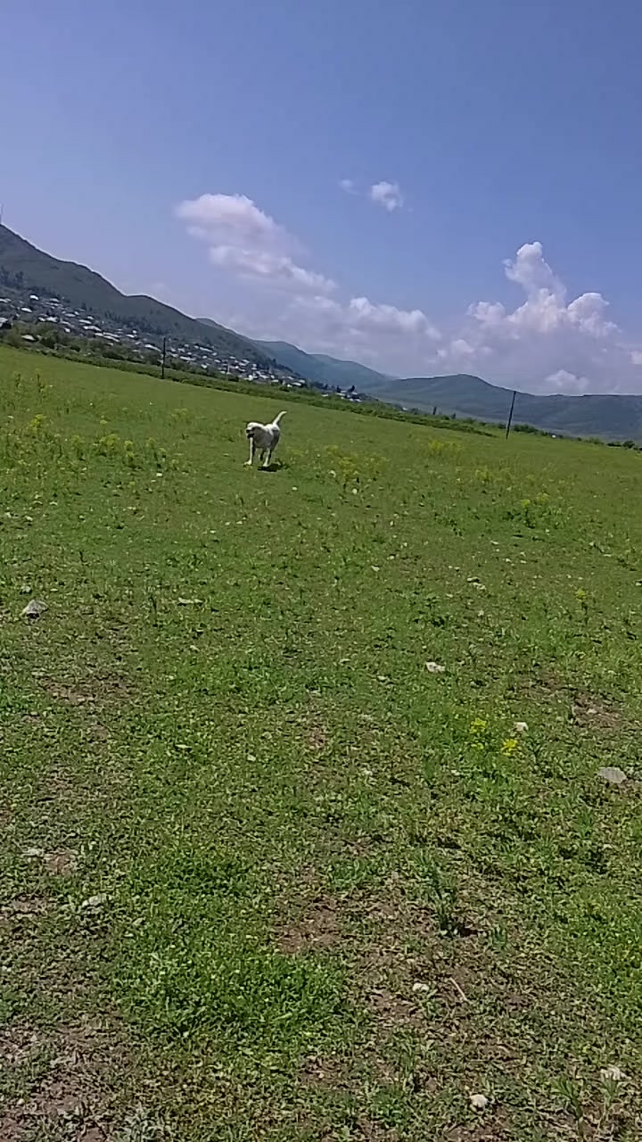 @🥇 QOROÇ🥇POTA 🥇