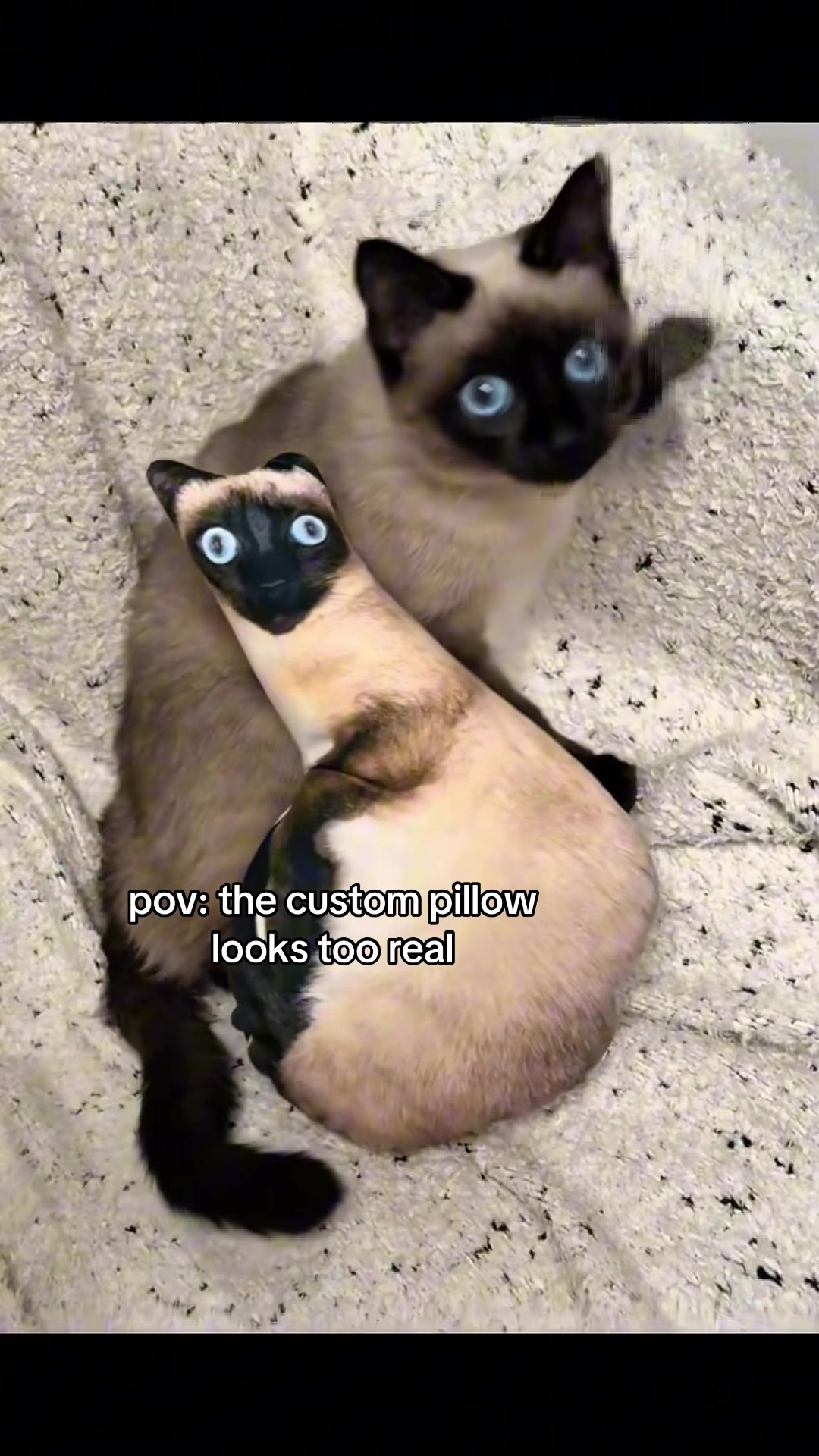 @cat memes