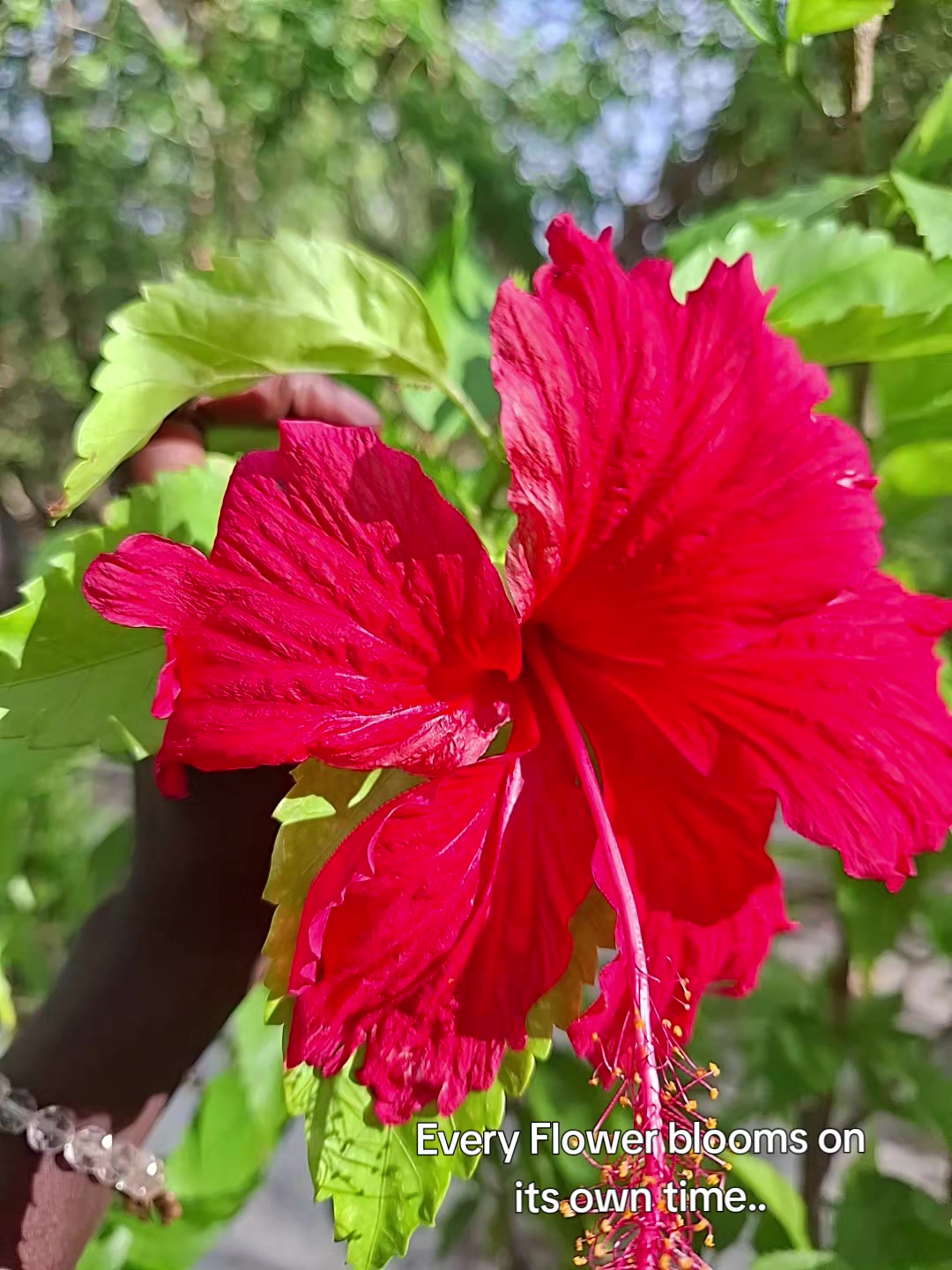 @Lliz🌺