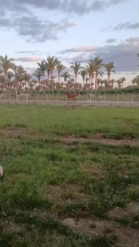 @Dalva Freitas