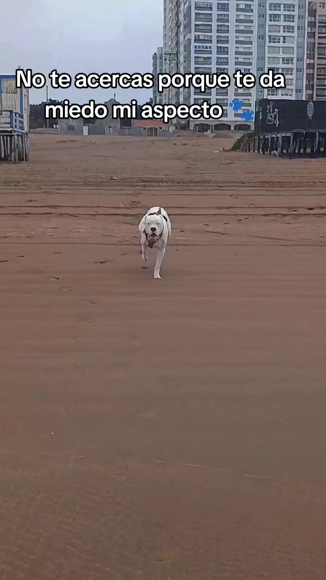 @Flor&Tango Dogo Argentino 🇦🇷