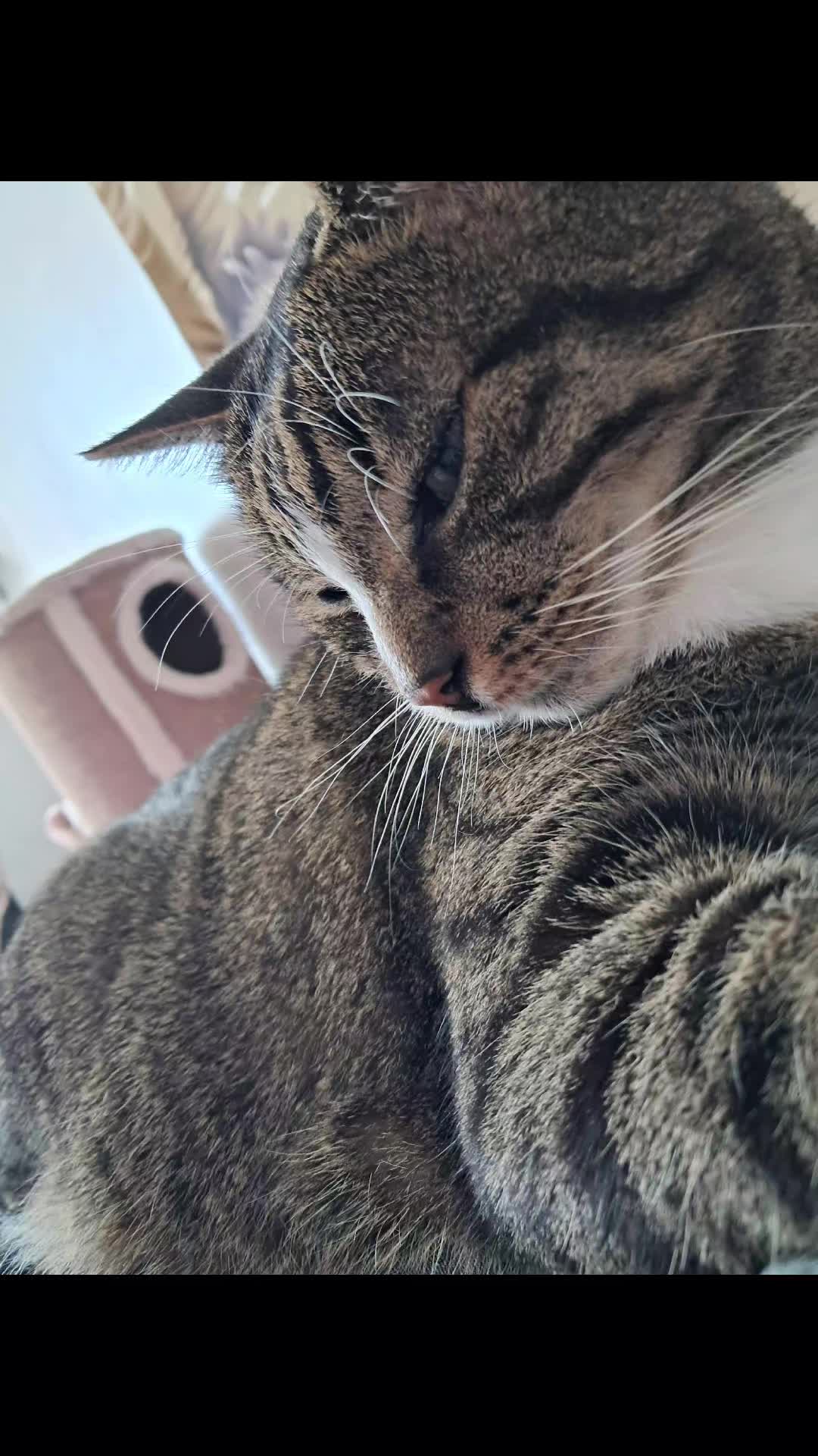 @Badcat _DHC🦁🦁