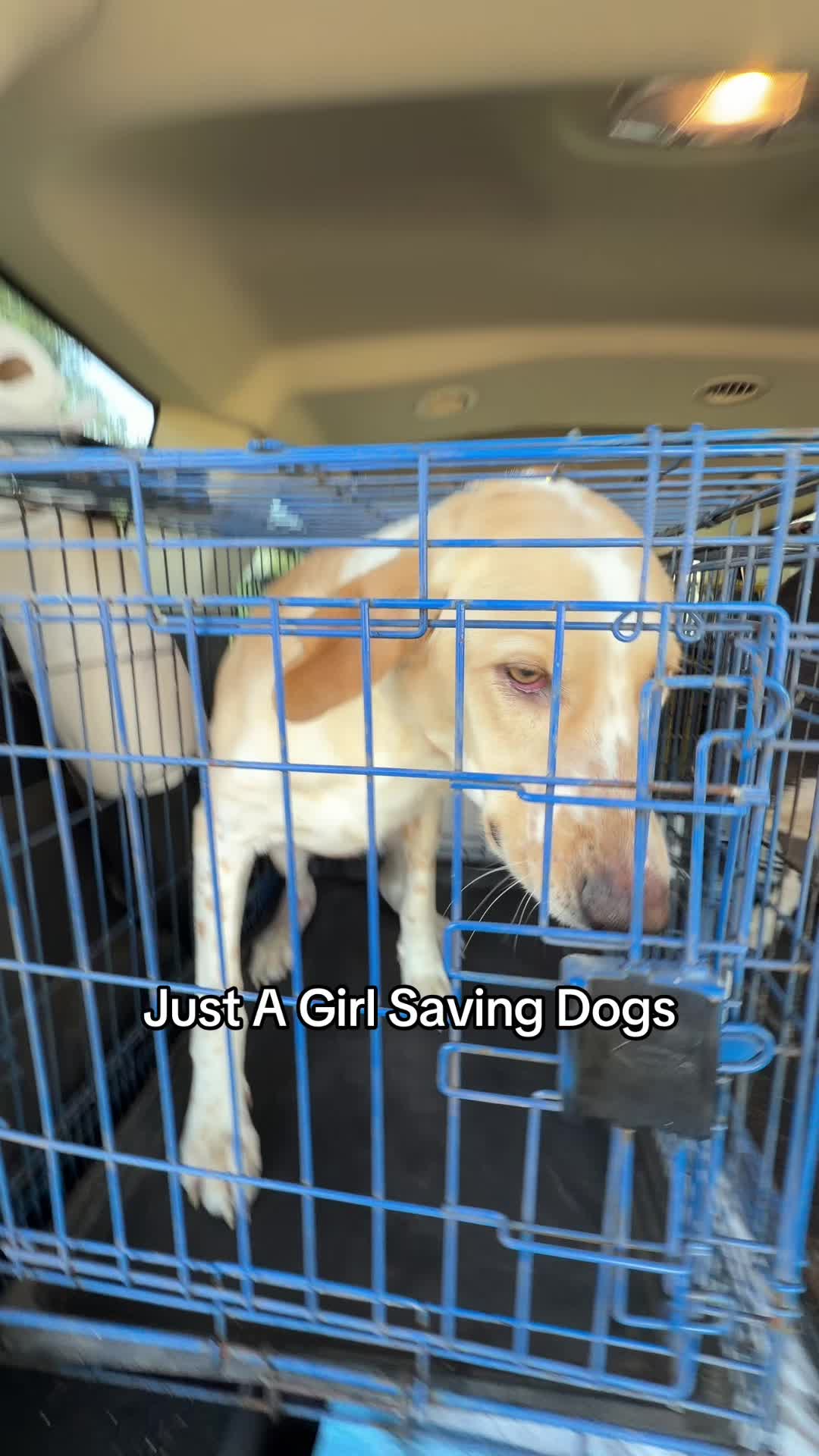 @Just A Girl Saving Dogs