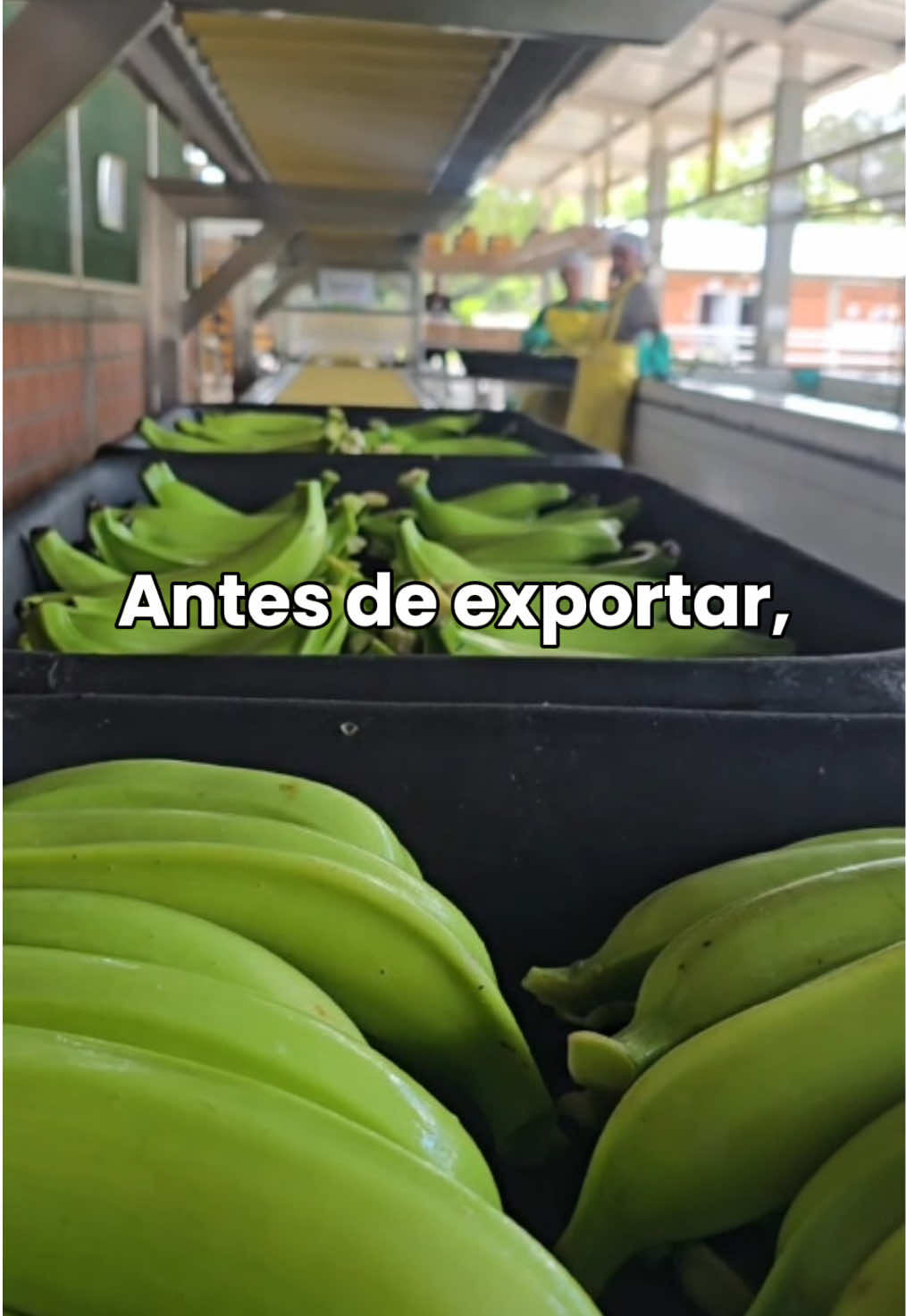 @Agricorp sas