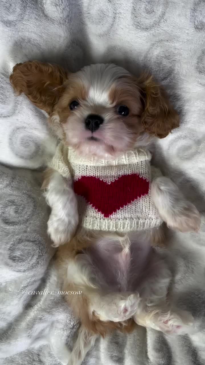 @El diario de Lia🐶🐾