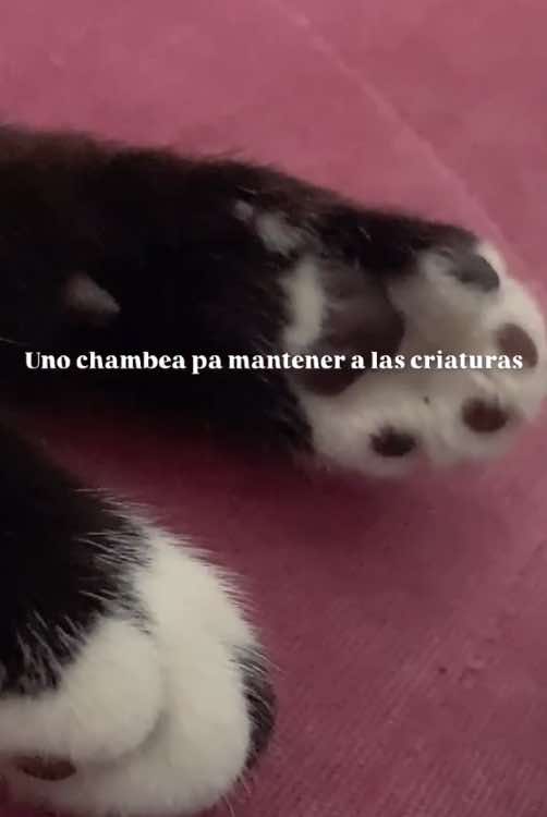 @VeggiBoy