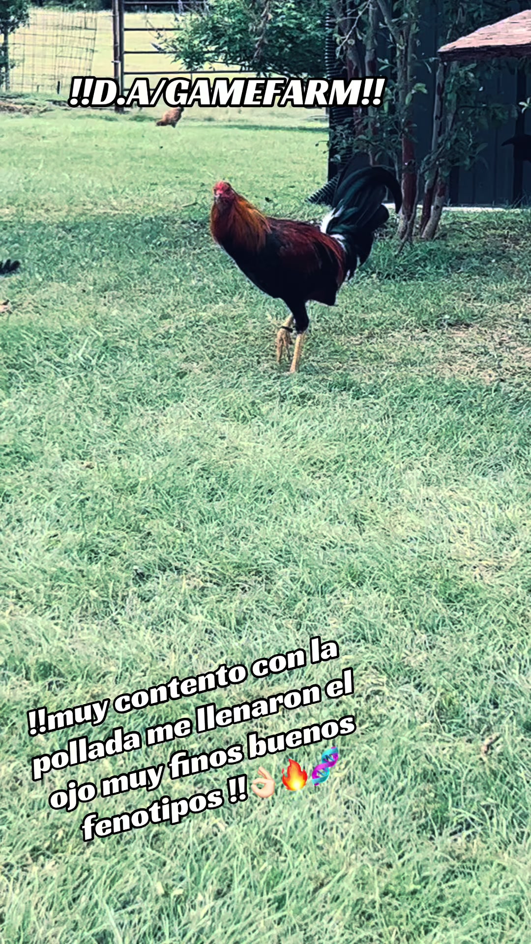 @DAgamefarm