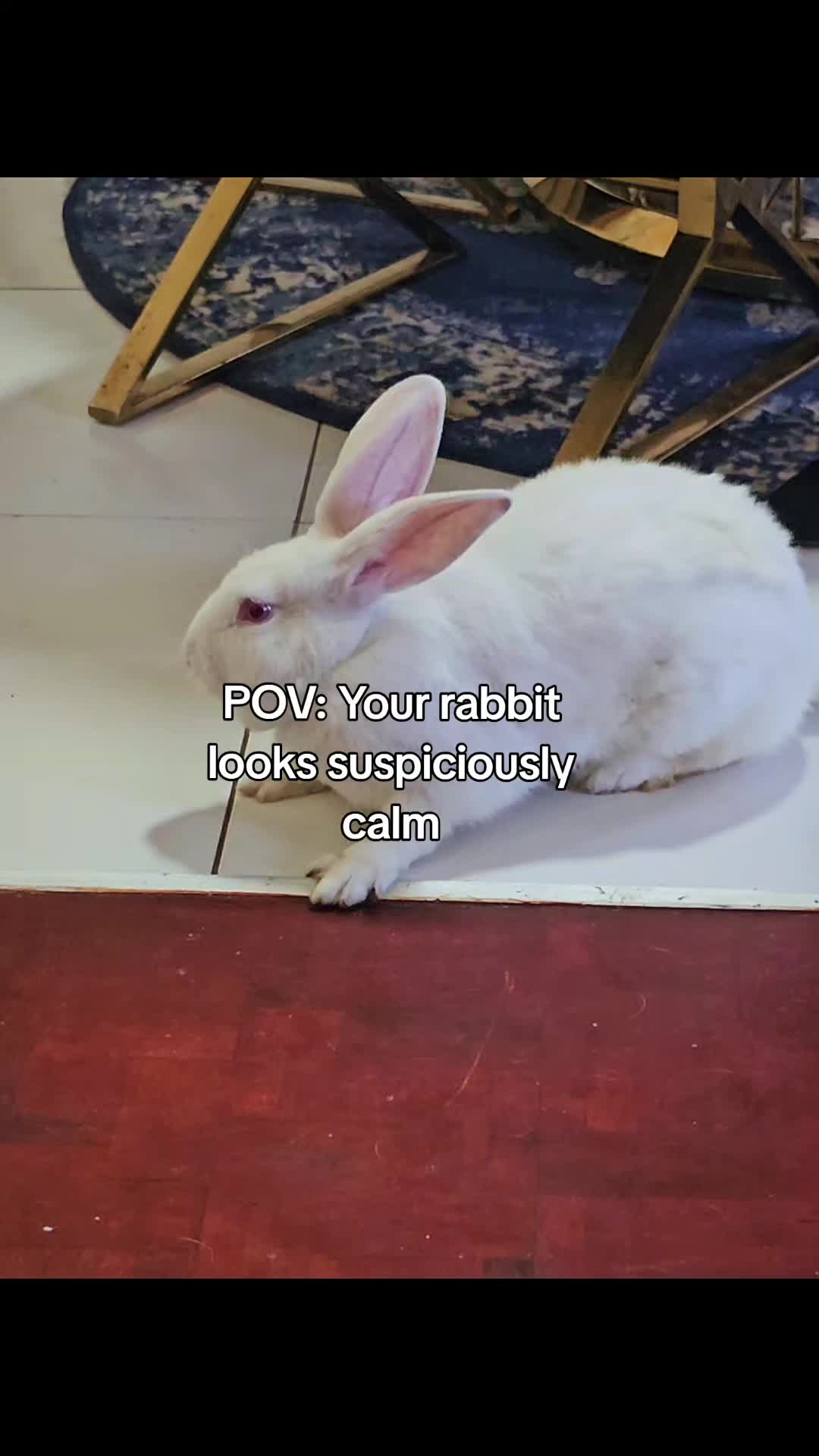 @MixedPetCollective