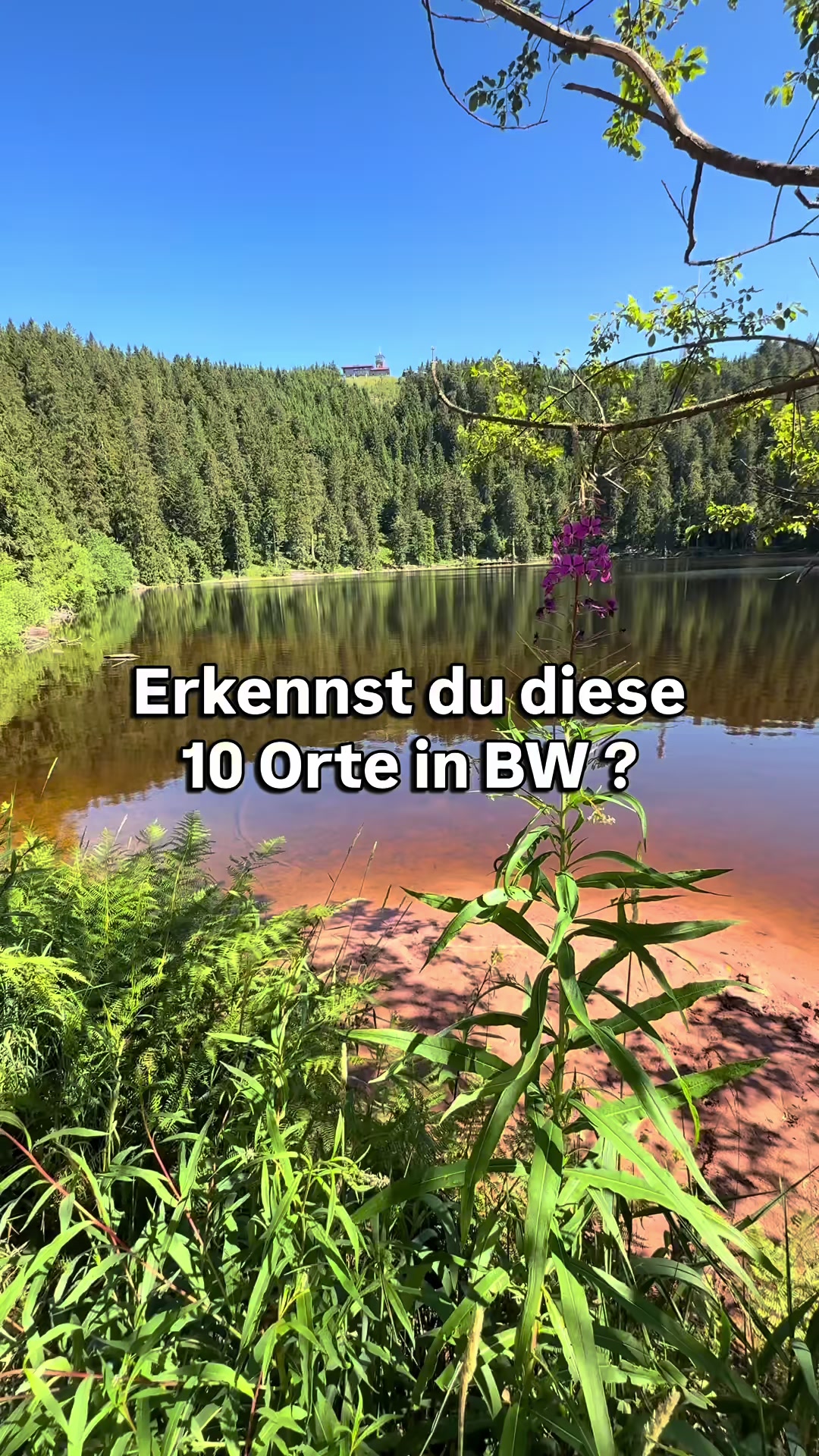 @Schwarzwald Pur