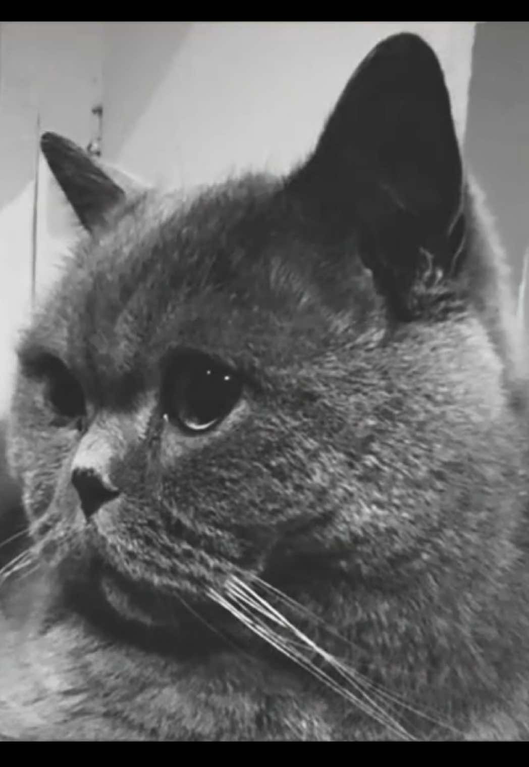 @𝐴𝑙𝑒𝑦𝑛𝑎 🐆