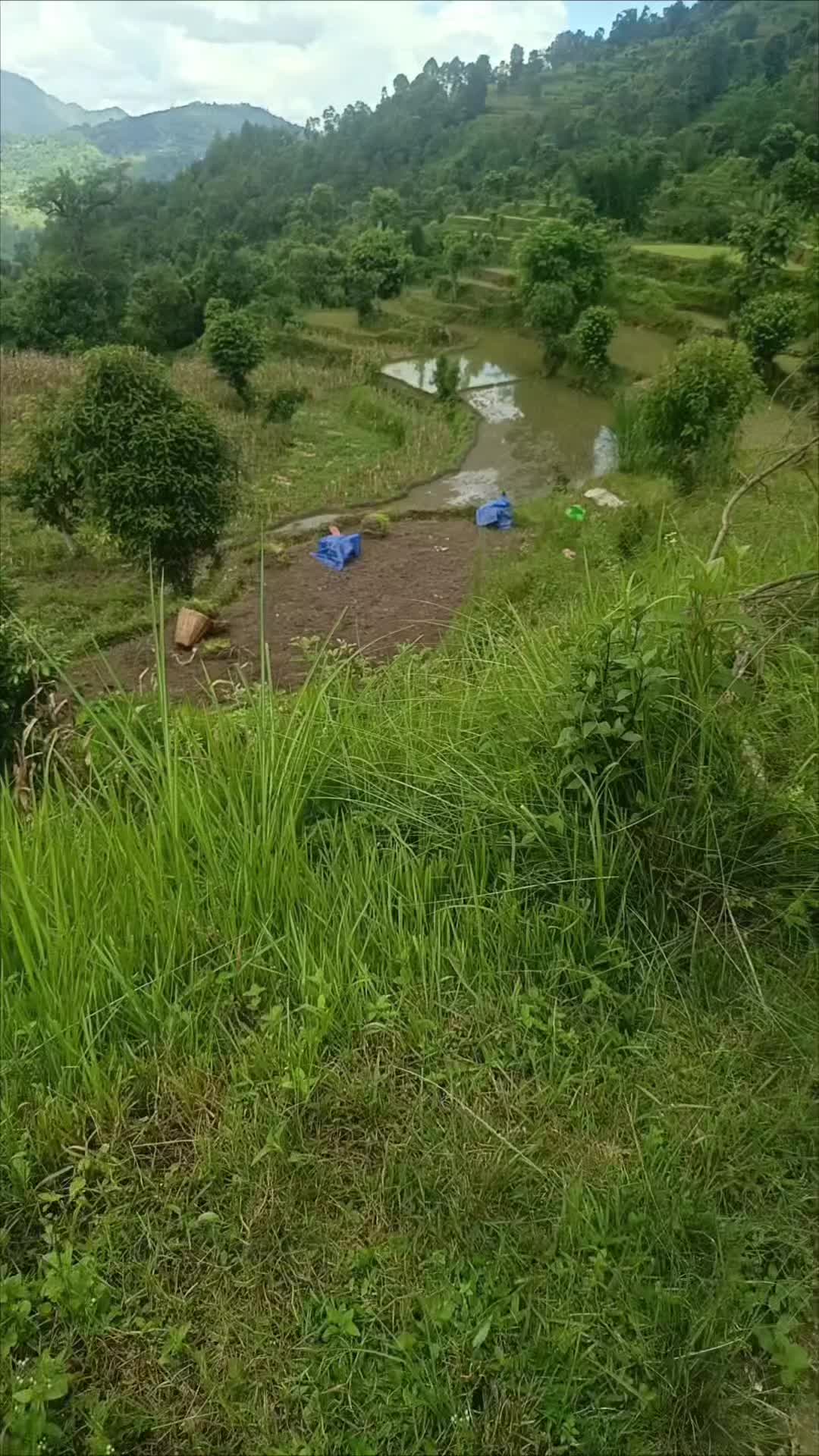 @saru thapa
