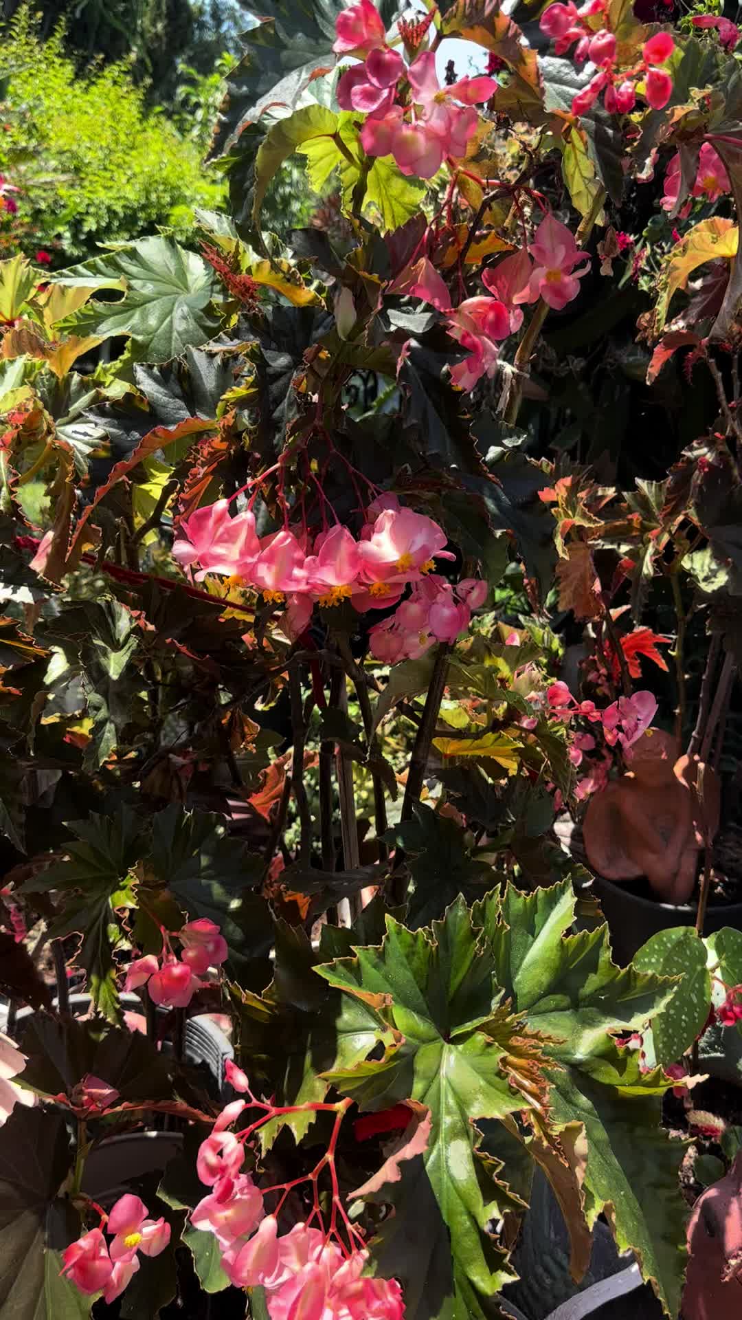 @RemesGarden