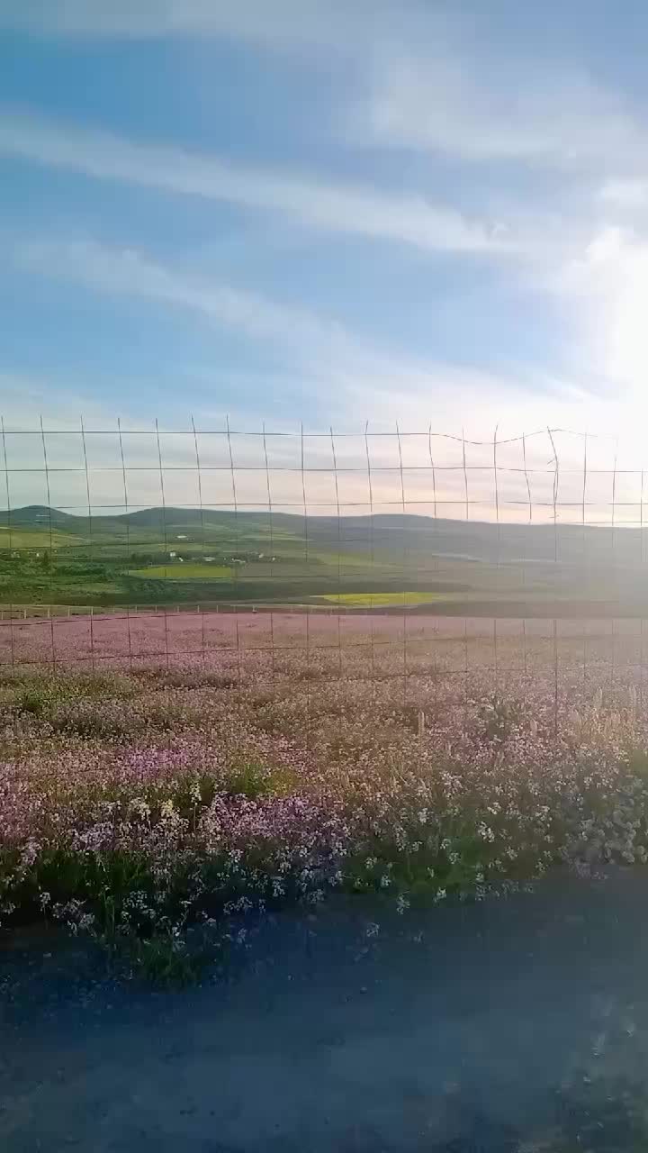 @محمد أمين 🇩🇿