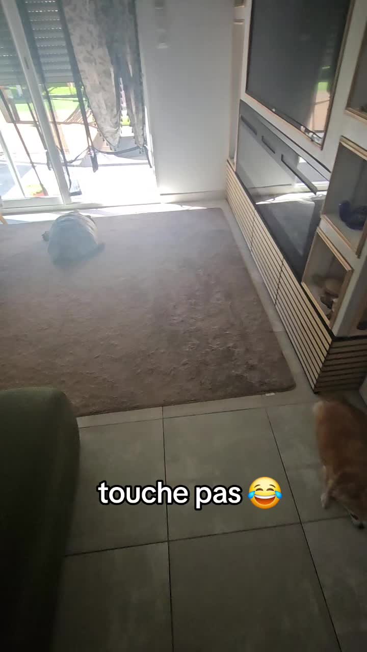 @POPEYE MA TORTUE 🐢