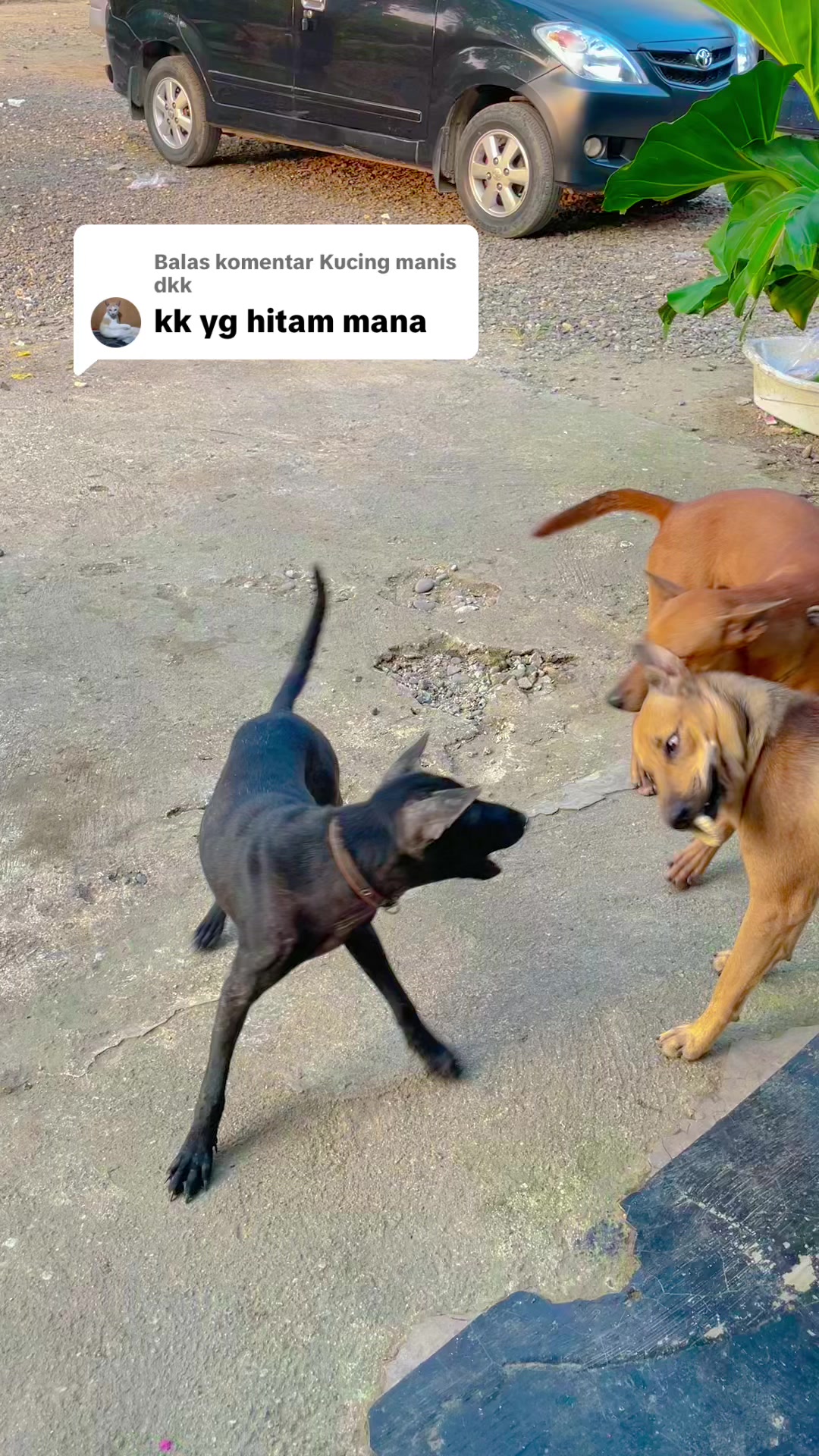 @KOBA nya Aiu