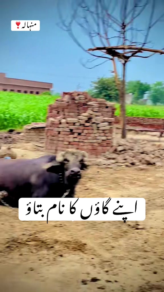 @فیصل سرور