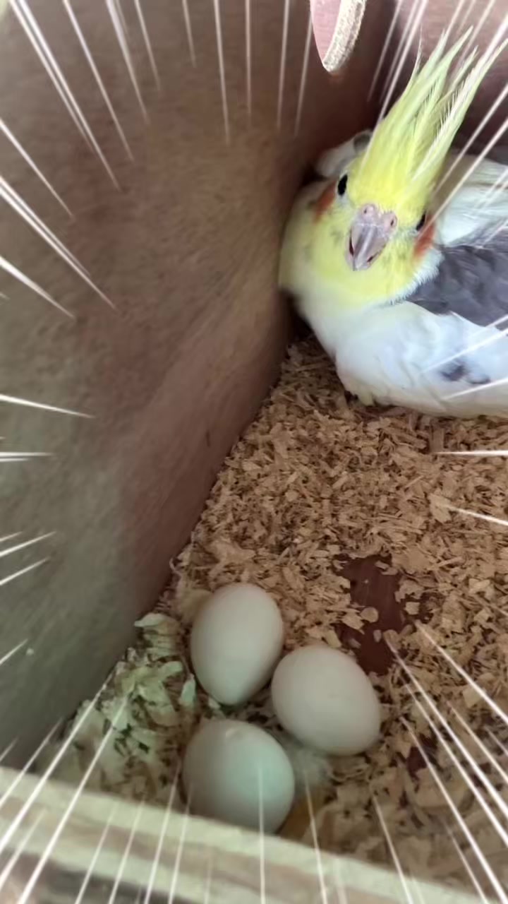 @WelovepetsbyPamornchaiSupply