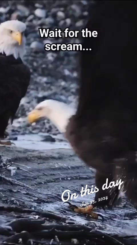 @̶E̶a̶g̶l̶e̶ ̶k̶i̶n̶g̶ ̶2̶0̶7