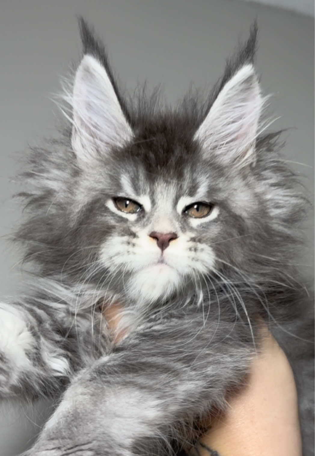 @MidwestGiantsMaineCoonCattery