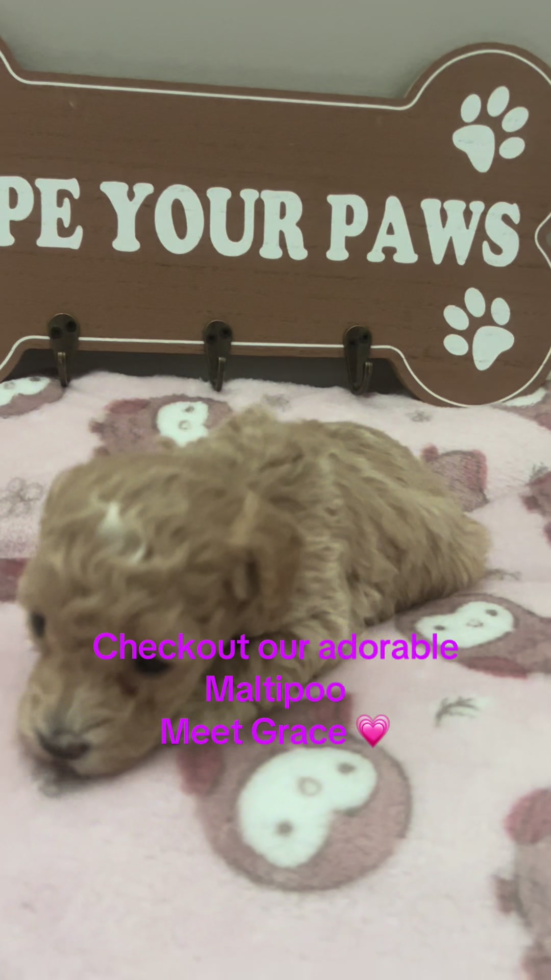 @Shortcake_kennel_2