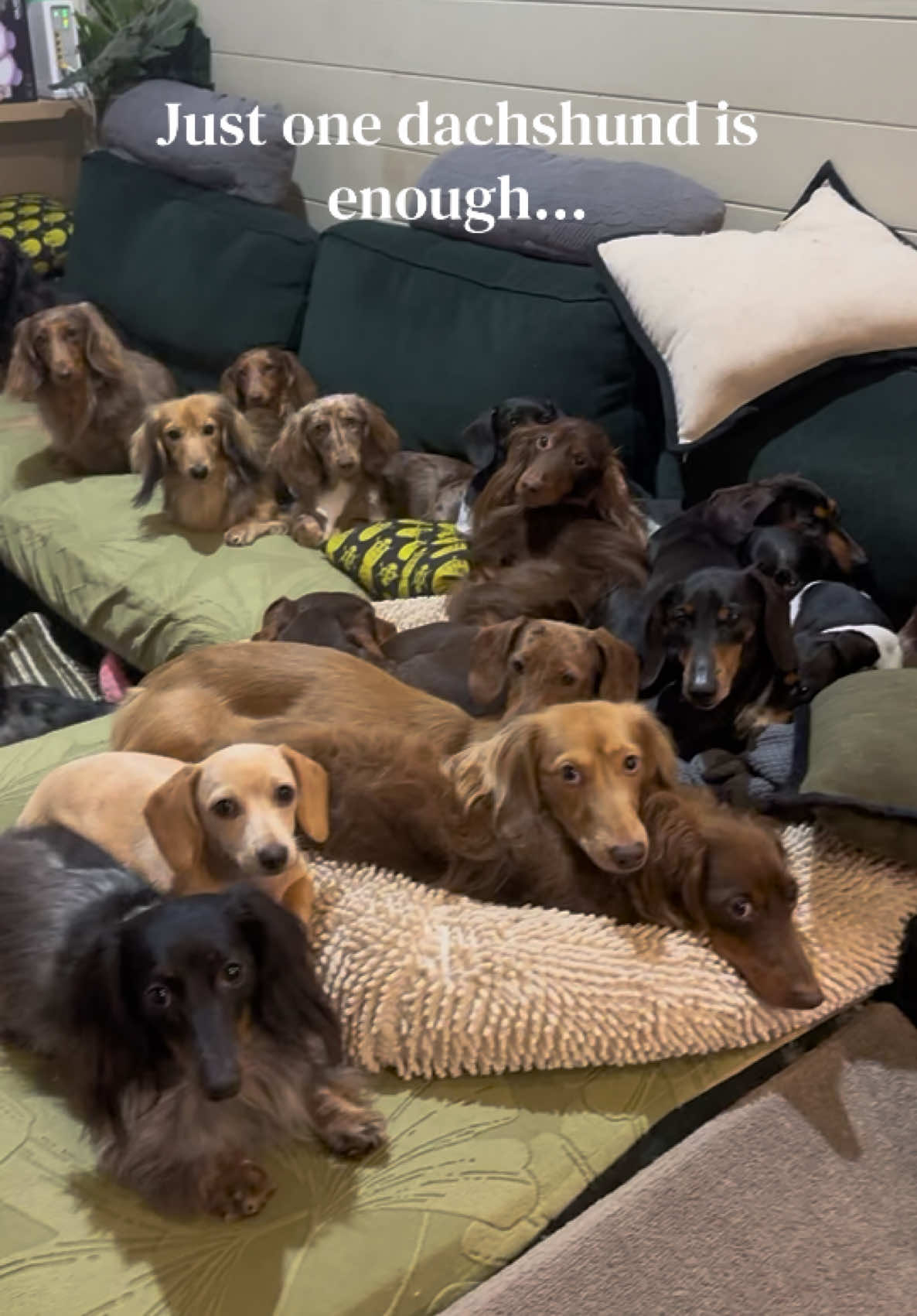 @ONATAH Dachshunds