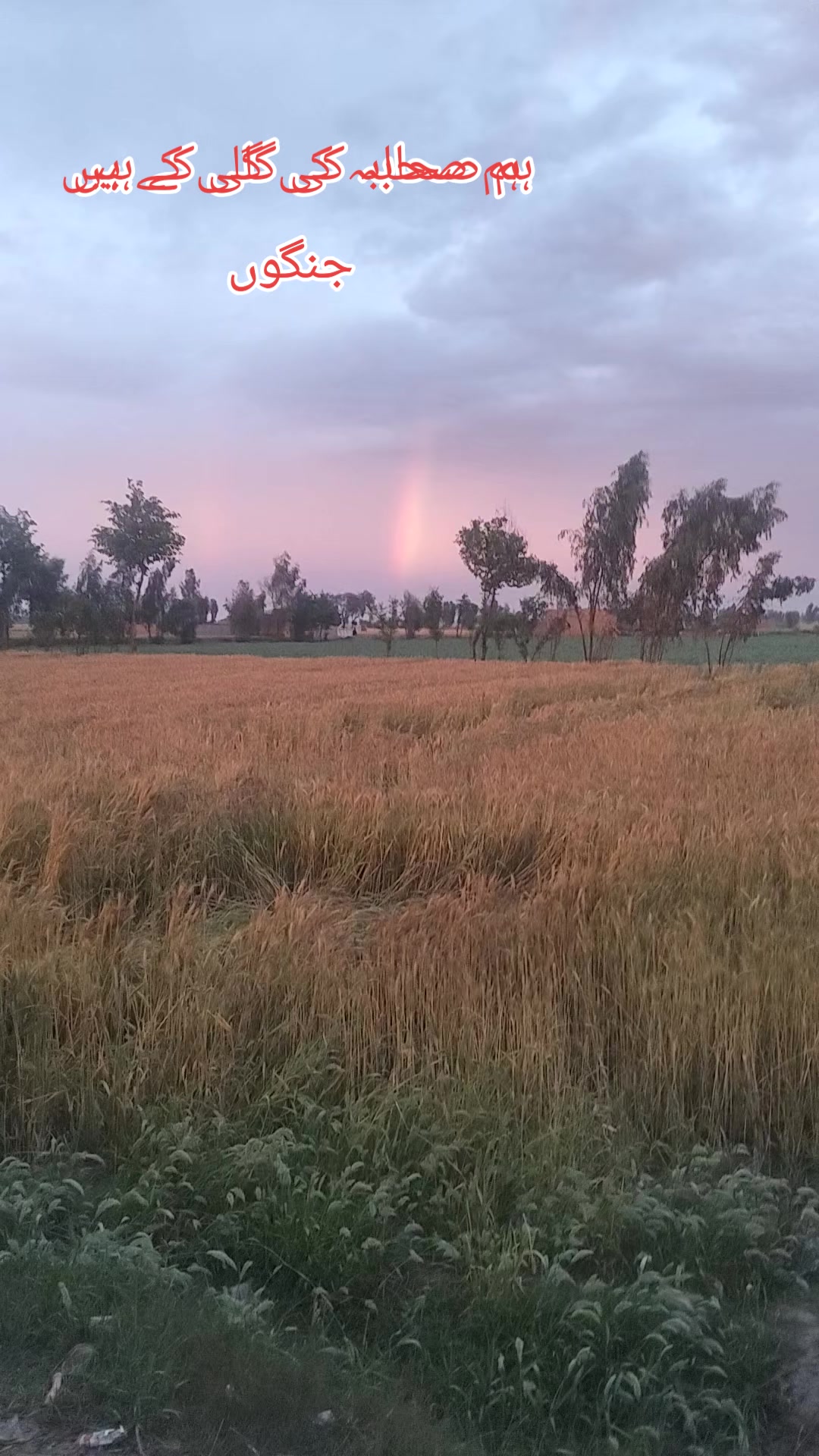 @معین