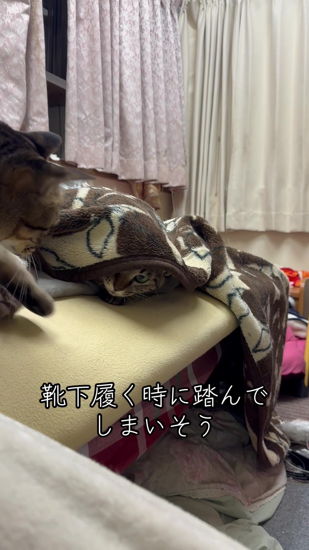 @とのひかる🐾🐈🐈⬛🐾