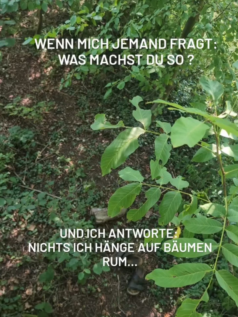 @Hood to Wood