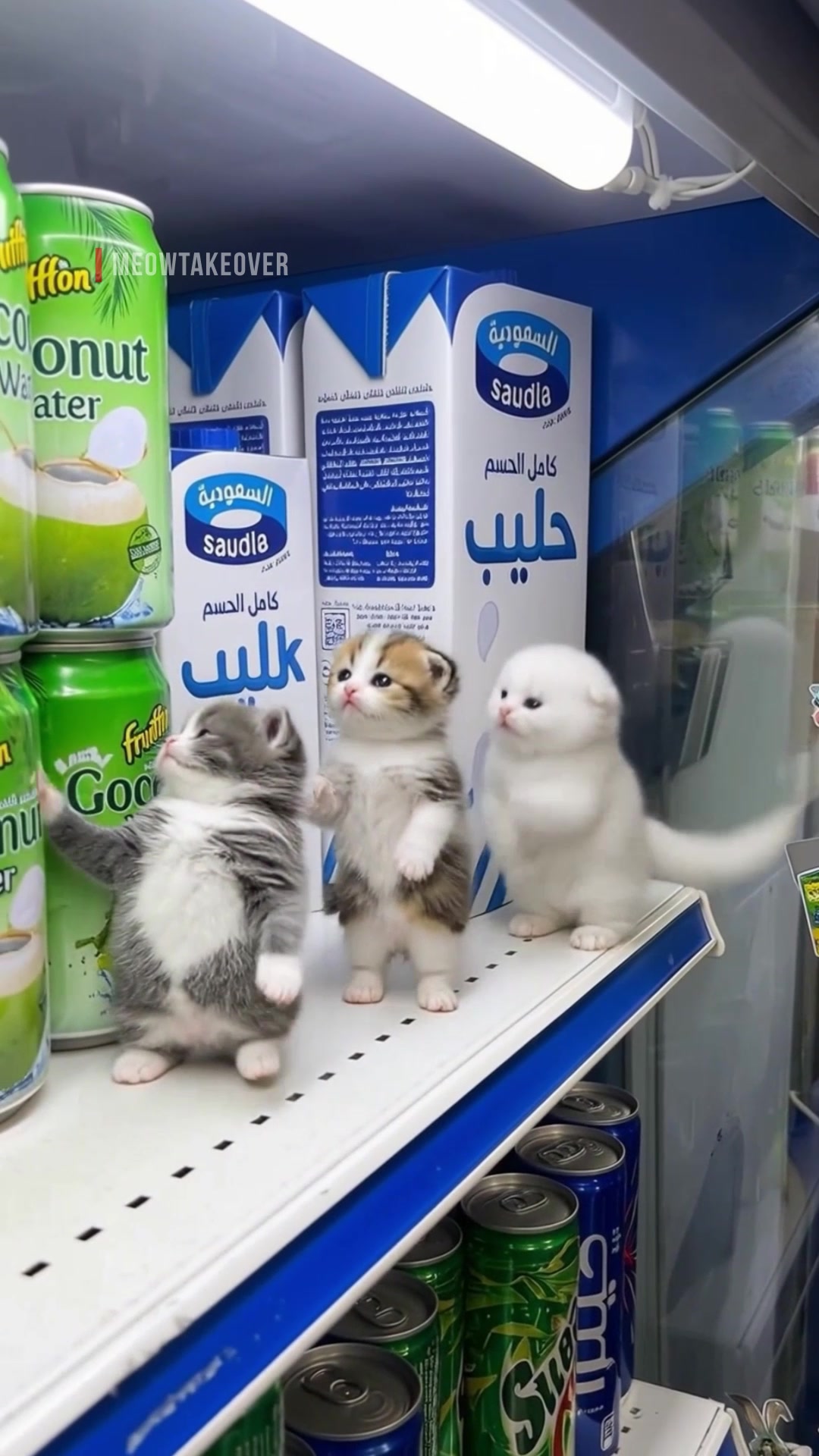 @meowtakeover