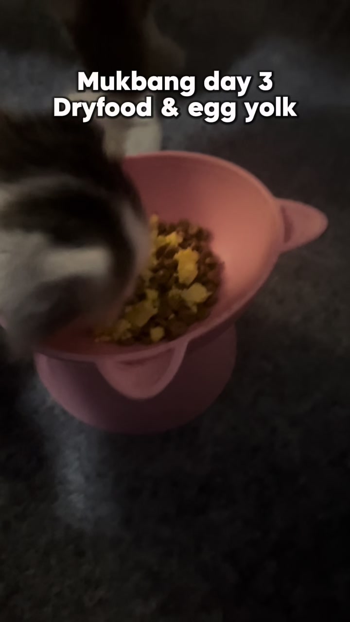 @Nita dan para kucing🐾
