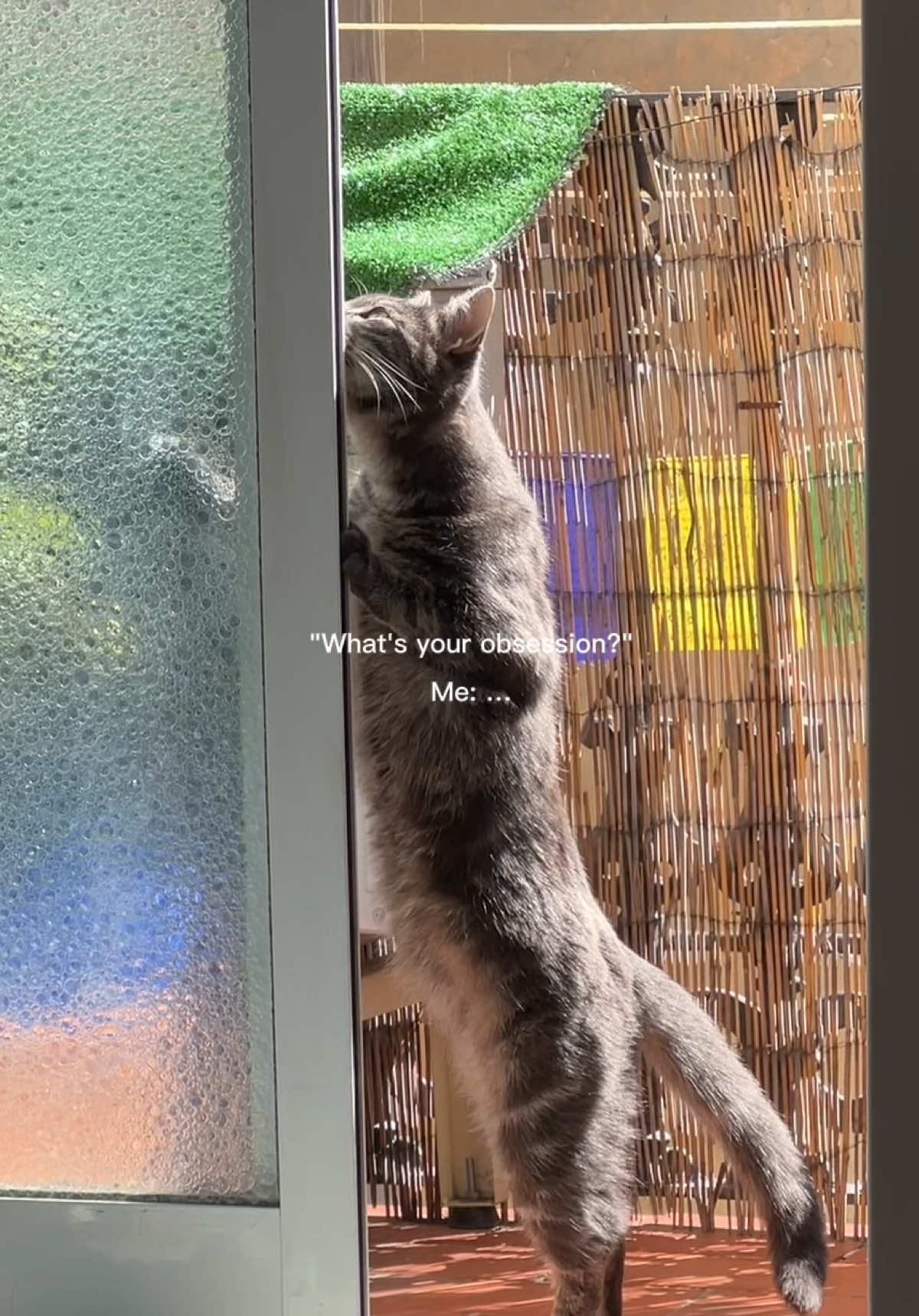 @lilcatloki