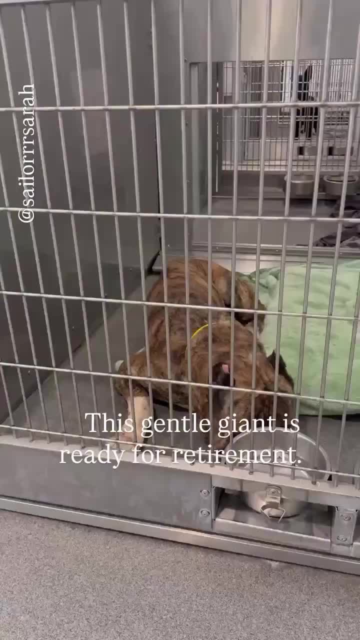 @Cane Corsos