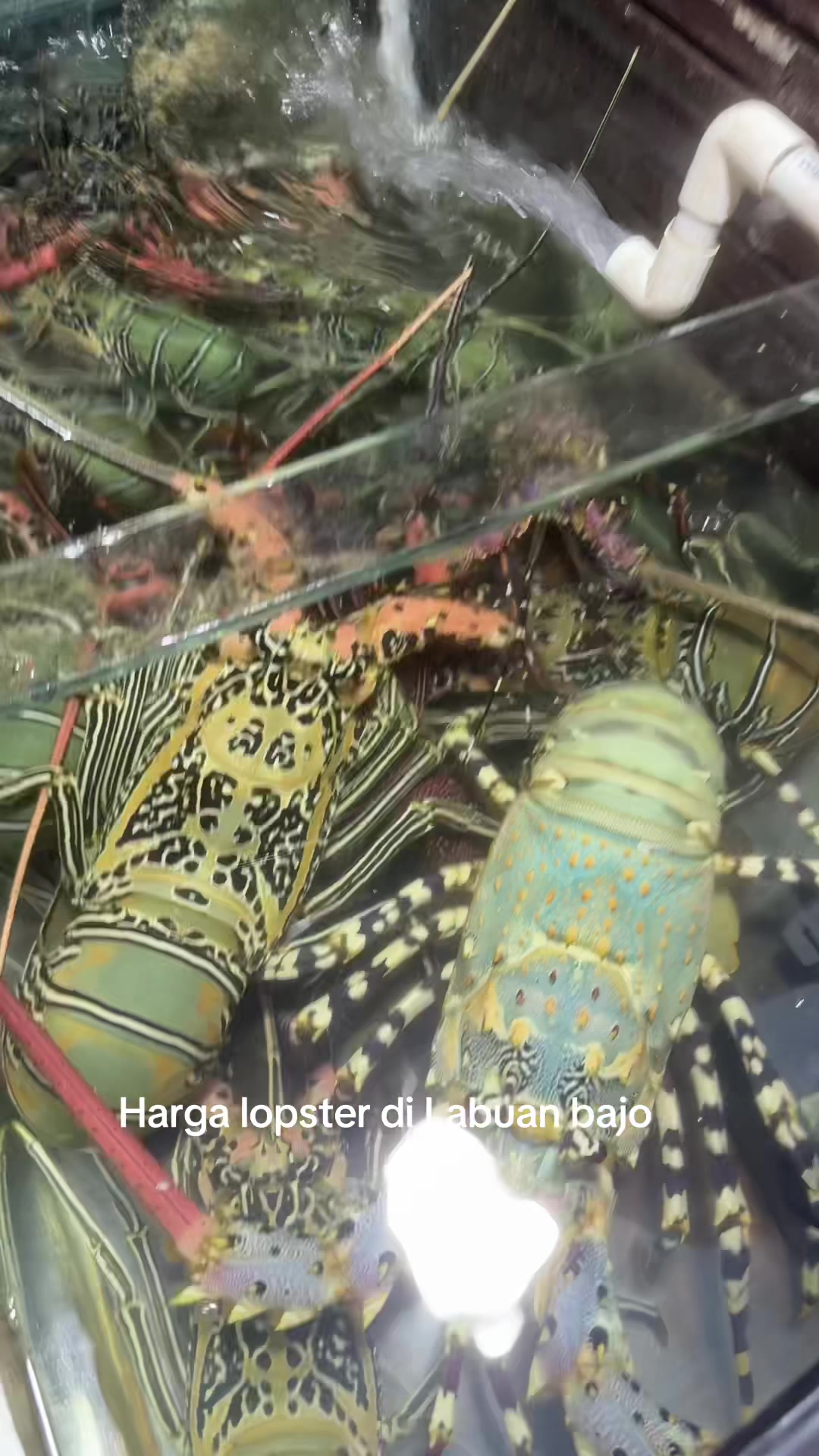 @Andi Takdir_Tappu
