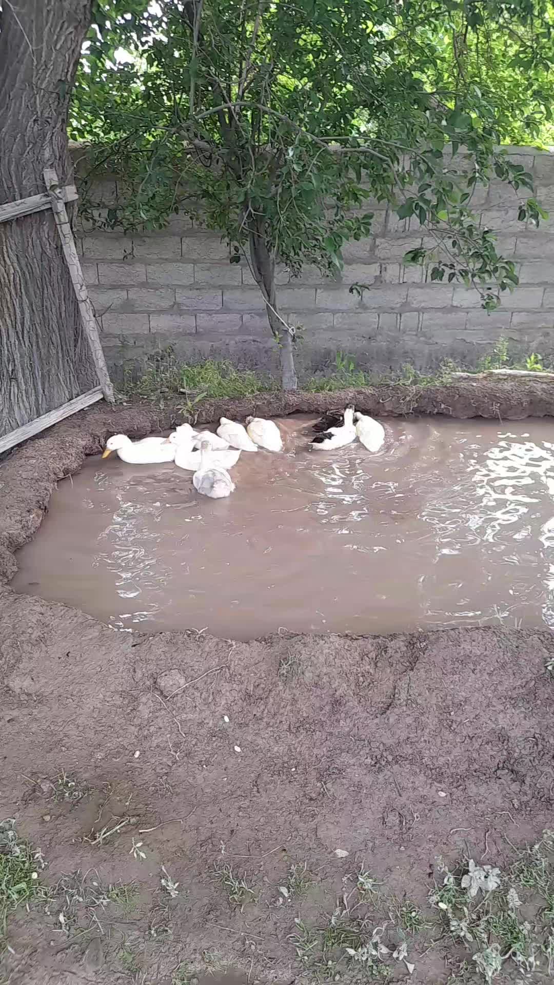 @🇦🇿_-=s_a_v_a_ş_c_ı=-_🇹🇷