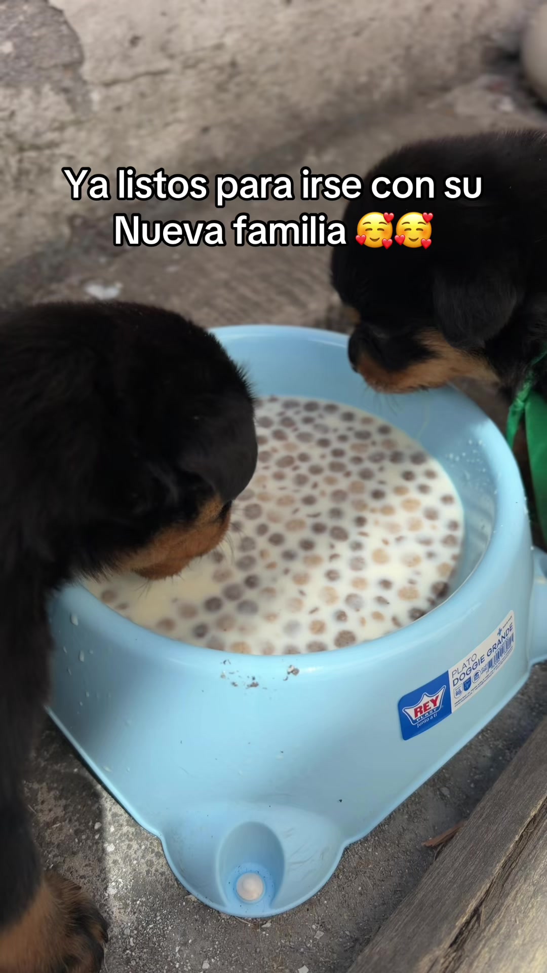 @I love DOGS