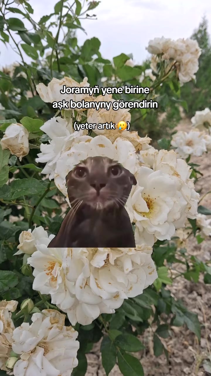 @𝓰ö𝓿𝓱𝓮𝓻🪽