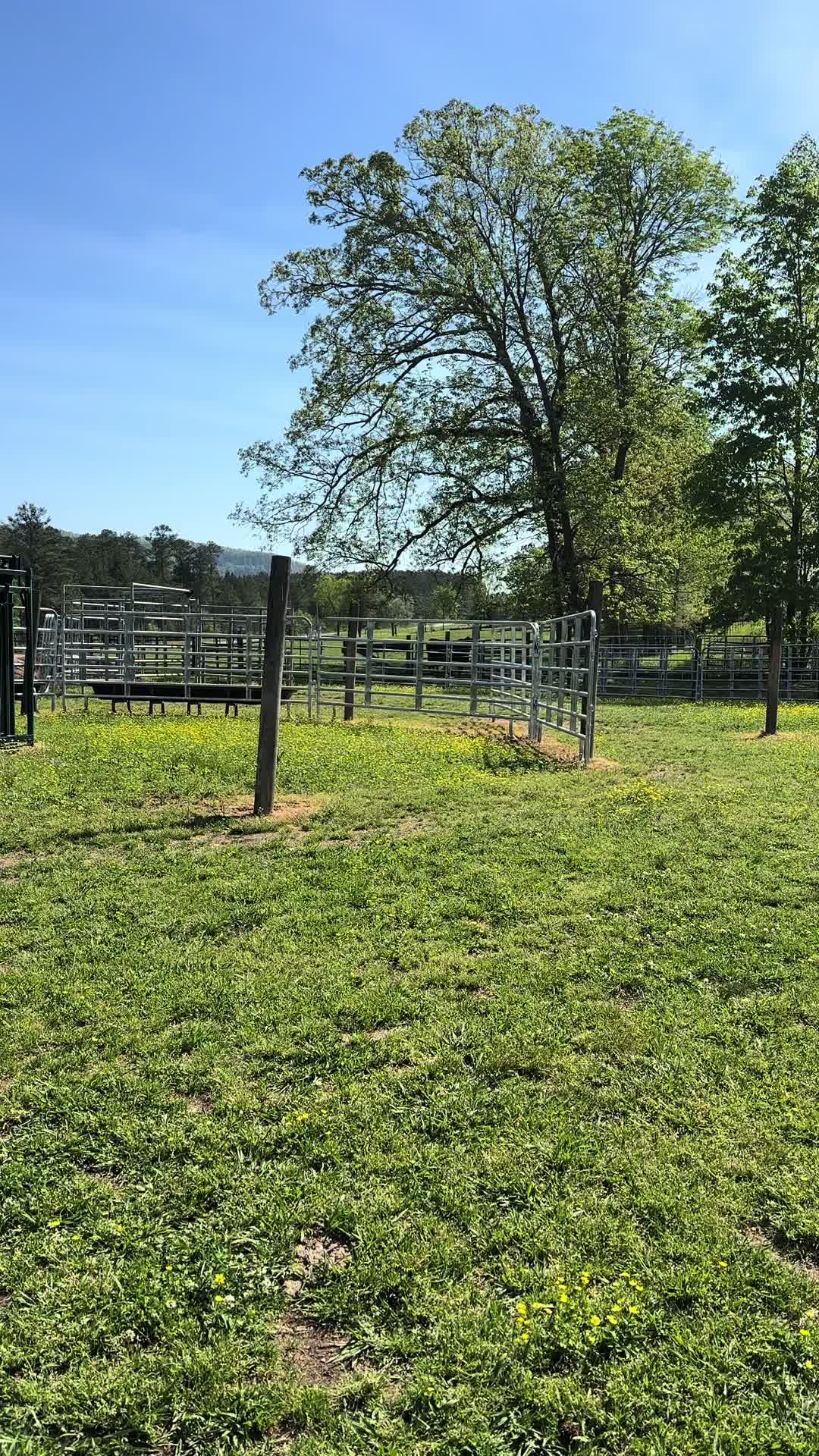 @Sunshine Acres Brangus