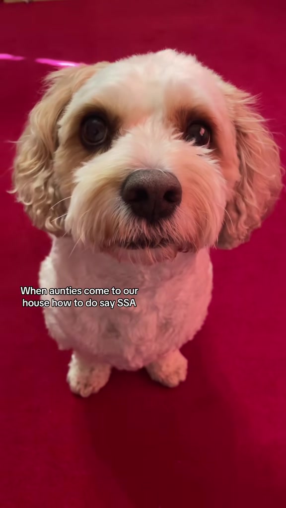 @My Cavachon